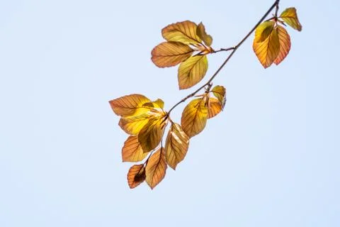 Twig with young beech leaves in spring 스톡 사진