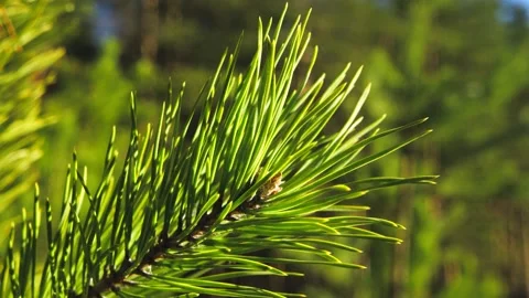 A twig of young pine with bright green long needles Stock Footage 166125969