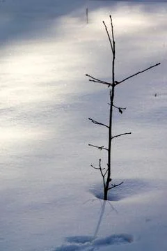 The twig of a young tree in the midst of fluffy sparkling snow. Wintertime Stock Photos