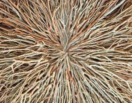 TwigBurst Stock Photos