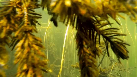 Twigs and fish under water In the lake hd Stock Footage 80414394