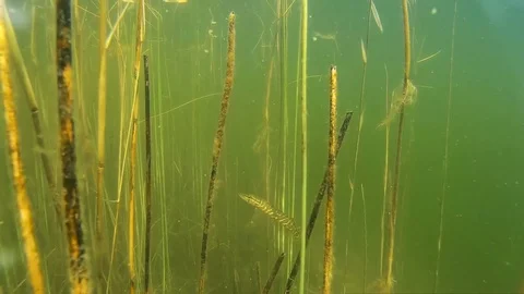 Twigs and fish under water In the lake slow Video stock 80415301