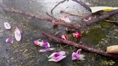 Twigs and flowers fall Stock Footage 265034988