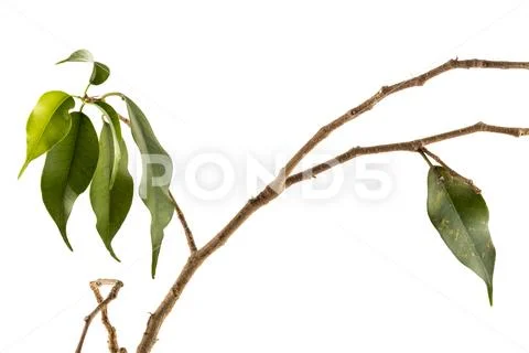 Twigs and Green Leaves of Plant Struggling for Survival Stock Photos