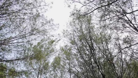 Twigs and leaves of trees in the forest Stock Footage 162511745