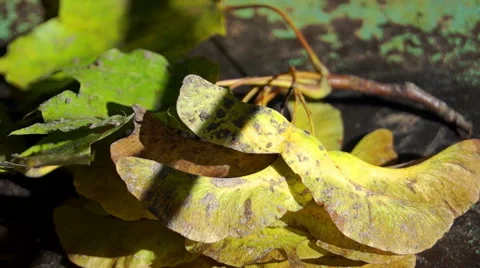 Twigs and maple leaves in the sun (3) Stock-Footage 42127183
