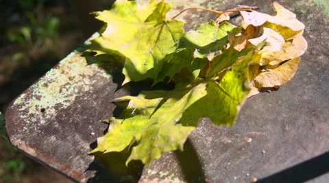 Twigs and maple leaves in the sun (2) Stock-Footage 42127185