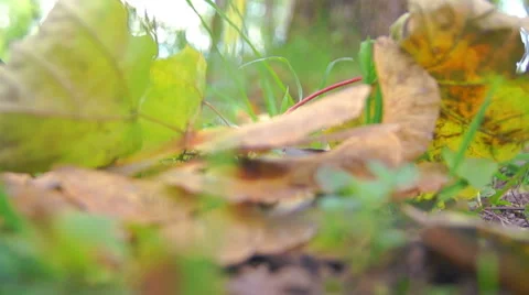 Twigs and maple leaves in the sun (5) Stock-Footage 42127213