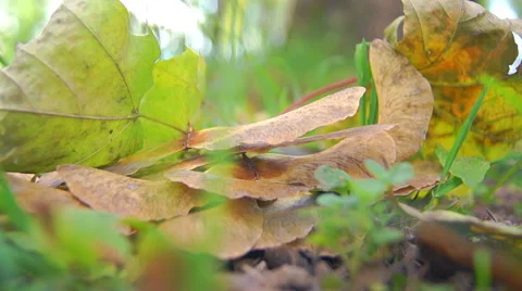 Twigs and maple leaves in the sun (1) Video stock 42127230