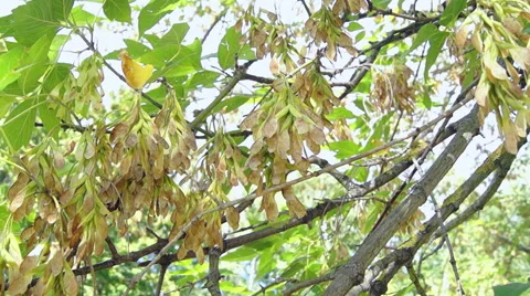 Twigs and maple leaves in the sun (4) Video stock 42127266