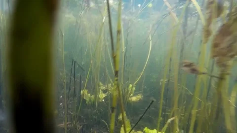 Twigs and plants under water 스톡 동영상 80410877