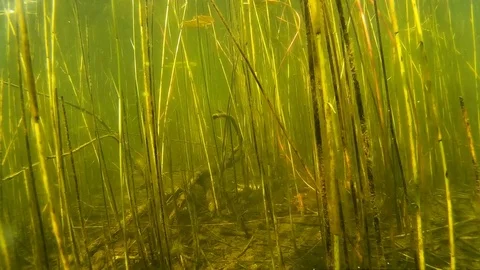 Twigs and plants under water In the lake slow Stock Footage 80413497