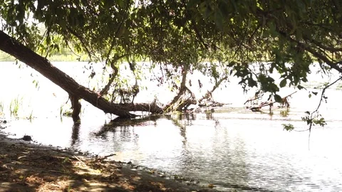 Twigs and ripples on the water Stock Footage 120932843