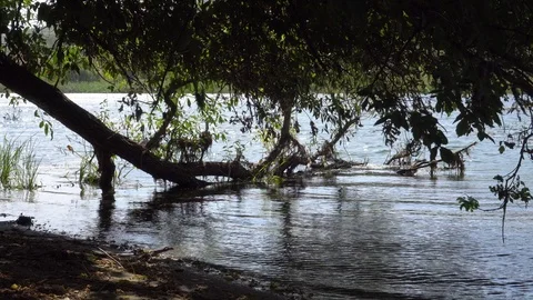 Twigs and ripples on the water Stock Footage 120933361