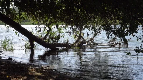 Twigs and ripples on the water Stock Footage 120933526
