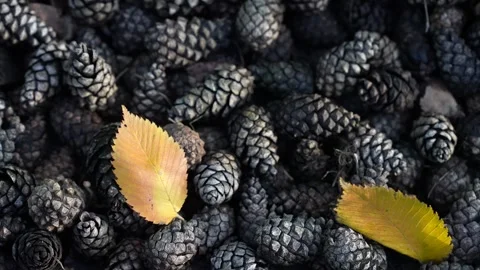 Twigs, and scattered pine cones amidst dry leaves Stock Footage 296086307