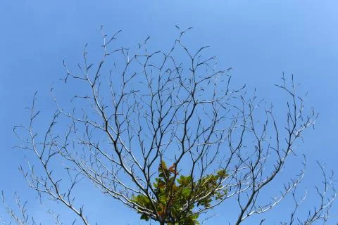 Twigs and sky Stock Photos