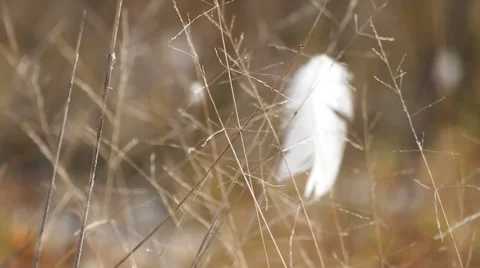 Twigs and white feather Stock Footage 67489438