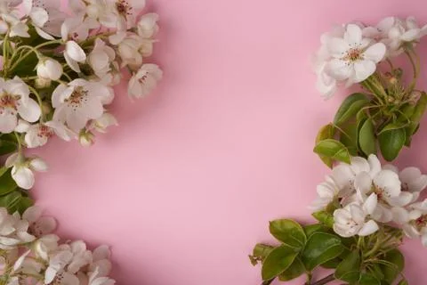 Twigs of apple tree bloom creating a frame on pink background Foto stock