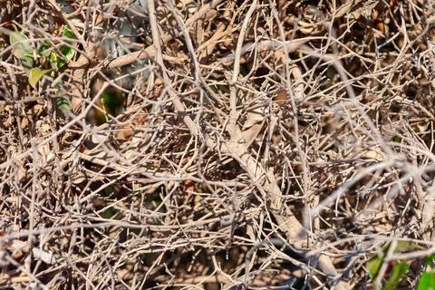 Twigs background Stock Photos