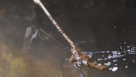 Twigs blocking the flow of a small river Stock Footage 279120069