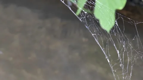 Twigs blocking the flow of a small river Stock Footage 279120132