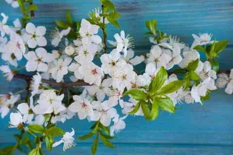 Twigs of a blossoming cherry tree on a blue wooden background. View from abov Stock Photos