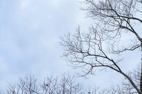Twigs on a blue background Stock Photos