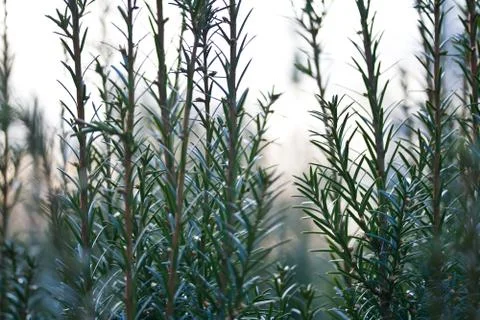 Twigs of bushes Stock Photos