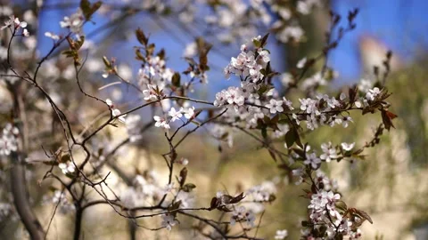 Twigs with cherry blossoms in spring against a blue sky Stock Footage 224018470