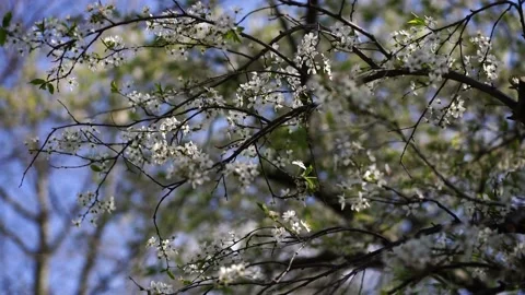Twigs with cherry blossoms in spring against a blue sky Stock Footage 225162922