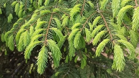 Twigs of a Christmas tree in the wind. Preparation for the new year. Forestry Stock Footage 235939799