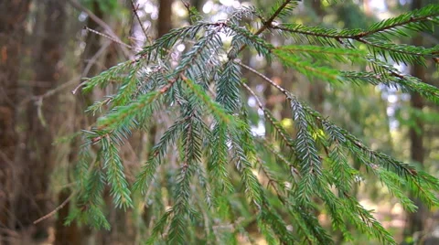 Twigs Christmas trees 2 Stock-Footage 42127235