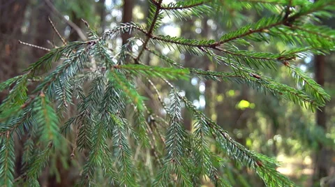 Twigs Christmas trees Video stock 42127248