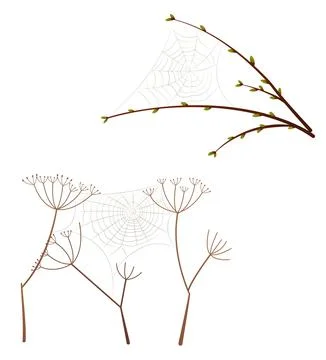 Twigs with cobwebs	 Illustrazione stock