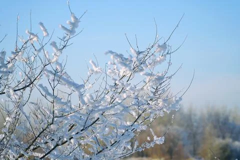 Twigs covered with snow on the background of the spring blue sky Stock Photos