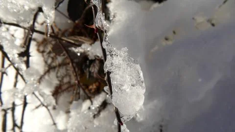 Twigs covered with snow Stock Photos