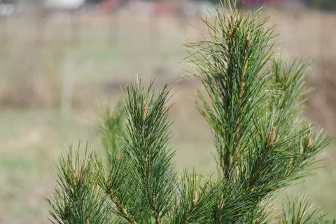 Twigs of Far Eastern cedar with young, juicy, resinous spring shoots. Stock Photos
