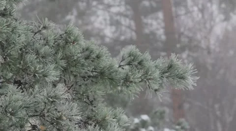 Twigs Stock Footage 12420674