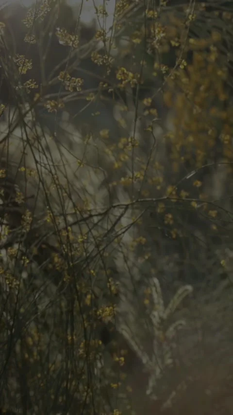 Twigs Stock-Footage 220610832