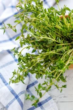 Twigs of fresh thyme. Stock Photos