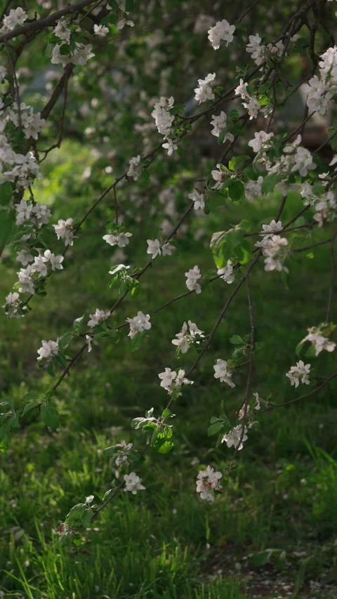 Twigs fruit trees of slowly swayed by wind blow. Stock Footage 274537805