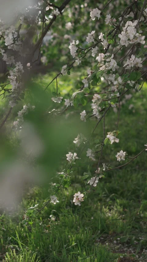 Twigs fruit trees of slowly swayed by wind blow. Stock Footage 274537991