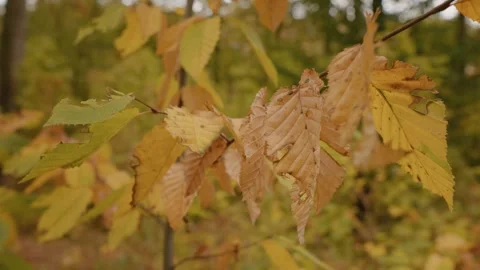 Twigs full of vivid foliage changes close up in fall season. Video stock 302448386