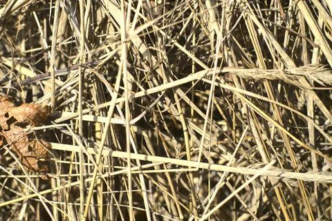 The twigs from the haystack are very close. Golden color. Animal feed Stock Photos
