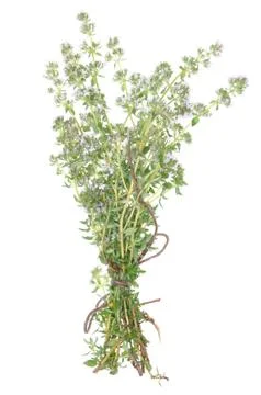 Twigs of herb thyme Foto stock