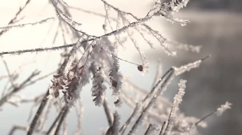 Twigs with hoarfrost Stock Footage 45641884