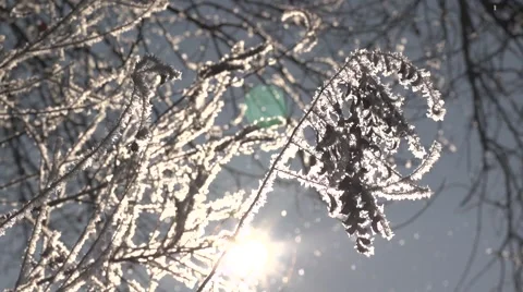 Twigs with hoarfrost Stock Footage 45646276