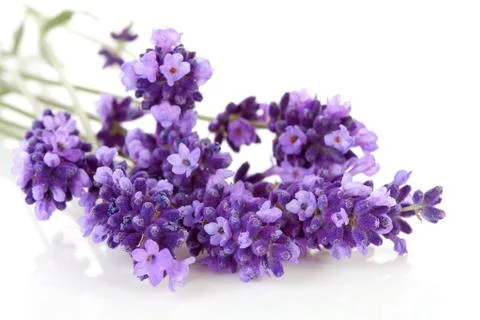 Twigs lavender in closeup Stock Photos