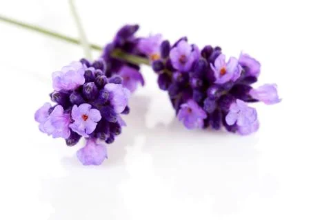 Twigs of lavender in closeup Stock Photos
